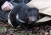 Tasmanian devil stepping out of a hessian bag