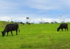 cows_grazing_with_a_windfarm_in_the_background.jpg