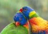 Two rainbow lorikeets nuzzling
