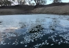dead fish float in water of the menindee lakes