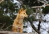 Dingo surrounded by trees looking in the distance