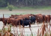 Cows standing in water