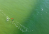 An aerial drone view of a surfer and a dark shape of a shark nearby, both identified by AI 