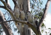 Four kookaburras sitting on a branch
