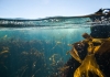 Underwater shot of kelp