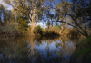 Along the banks of the Ovens River, part of the Murray-Darling Basin