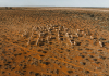 A herd of sheep in the Australian outback