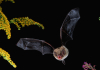 A bat flying