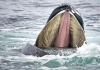 humpback whale opens mouth wide to show baleen