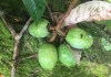 Nangai fruit on a branch against a rock