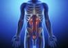 Human urinary system in gray x-ray - Istock