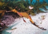 A colourful seahorse swims among the sea life
