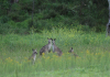 Eastern Grey Kangaroos in a field