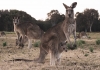 kangaroos in a paddock