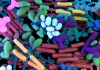 A colourful digital illustration of the human gut microbiome