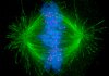 micrograph showing condensed chromosomes in blue kinetochores in pink and microtubules in green during metaphase of mitosis