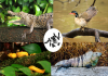 a montage of crocodiles, birds, snakes and lizards