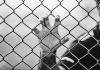 Black and white image. Hand holding onto wire fence.