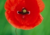 Anzac Poppy World War One