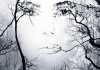 parkinsons_face-in-trees-illusion.jpg