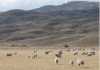Sheep grazing in semiarid rangeland.