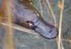 A platypus swimming at Taronga Zoo