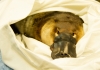 Platypus has final health check at Taronga Wildlife Hospital