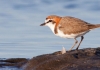 Red capped plover 1