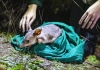 Releasing Bilby back in the Taronga Sanctuary at Dubbo