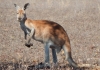 Kangaroo in dry landscape