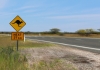 roadsign warning of kangaroos ahead on the highway