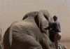 Rsz elephant   keith collaring 2007