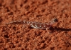 Rynchoedura in arid Australia