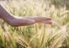 A human hand hovers over a field of wheat