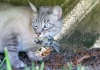 Feral cat with dead bird
