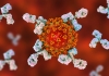 Antibodies attacking SARS-CoV-2 virus, the conceptual 3D illustration for COVID-19 treatment, diagnosis and prevention