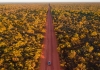 A car driving through the outback.