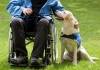 wheelchair user and guide dog