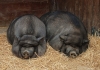 two wild pigs sleeping in hay
