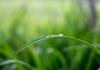 water droplets on blade of grass