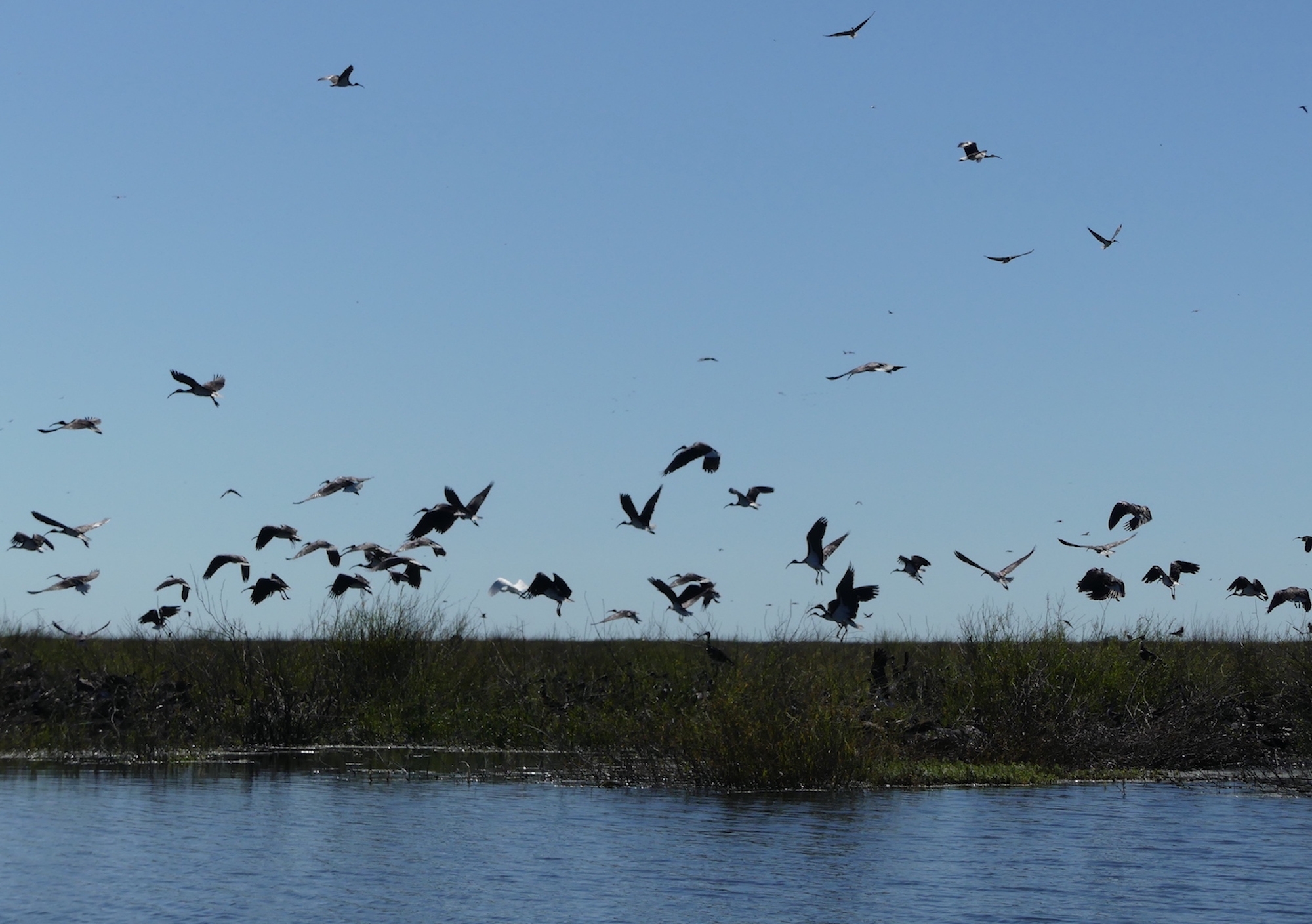 Waterbirds at the Gayini Wetlands. Photographed with permission from the Nari Nari Tribal Council.