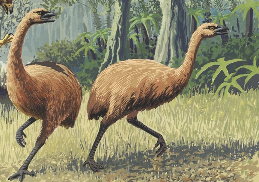 The now extinct New Zealand moa. Image: John Megahan/PLOS Biology.