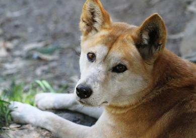 Dingo a distinct species | UNSW Newsroom