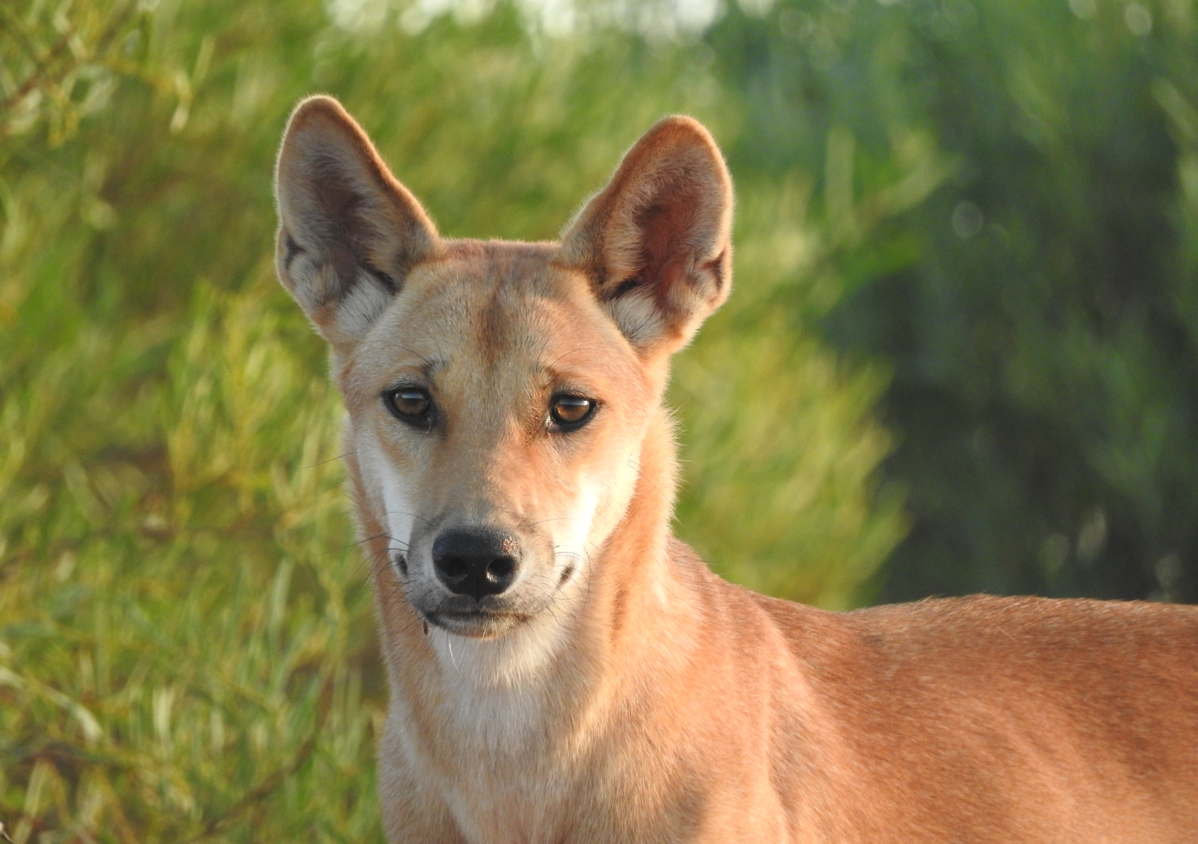 The Dingo Australia's Wild Dog (Canis Lupus Dingo), 57% OFF