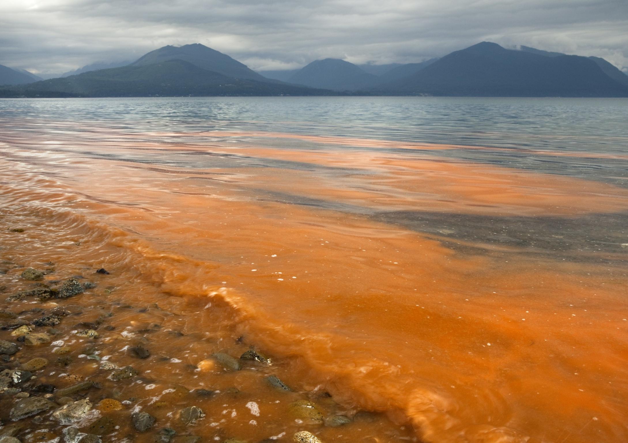 An ocean algae bloom. Image: Corbis