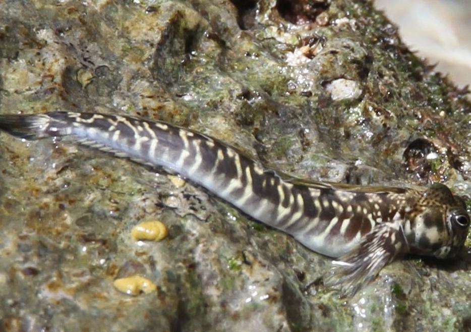 Secrets of the legless, leaping land fish | UNSW Newsroom