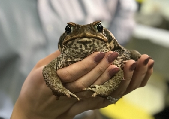 cane_toad_1.png