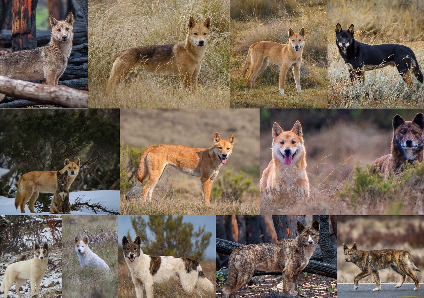 All the colours of the dingo: not just a yellow dog