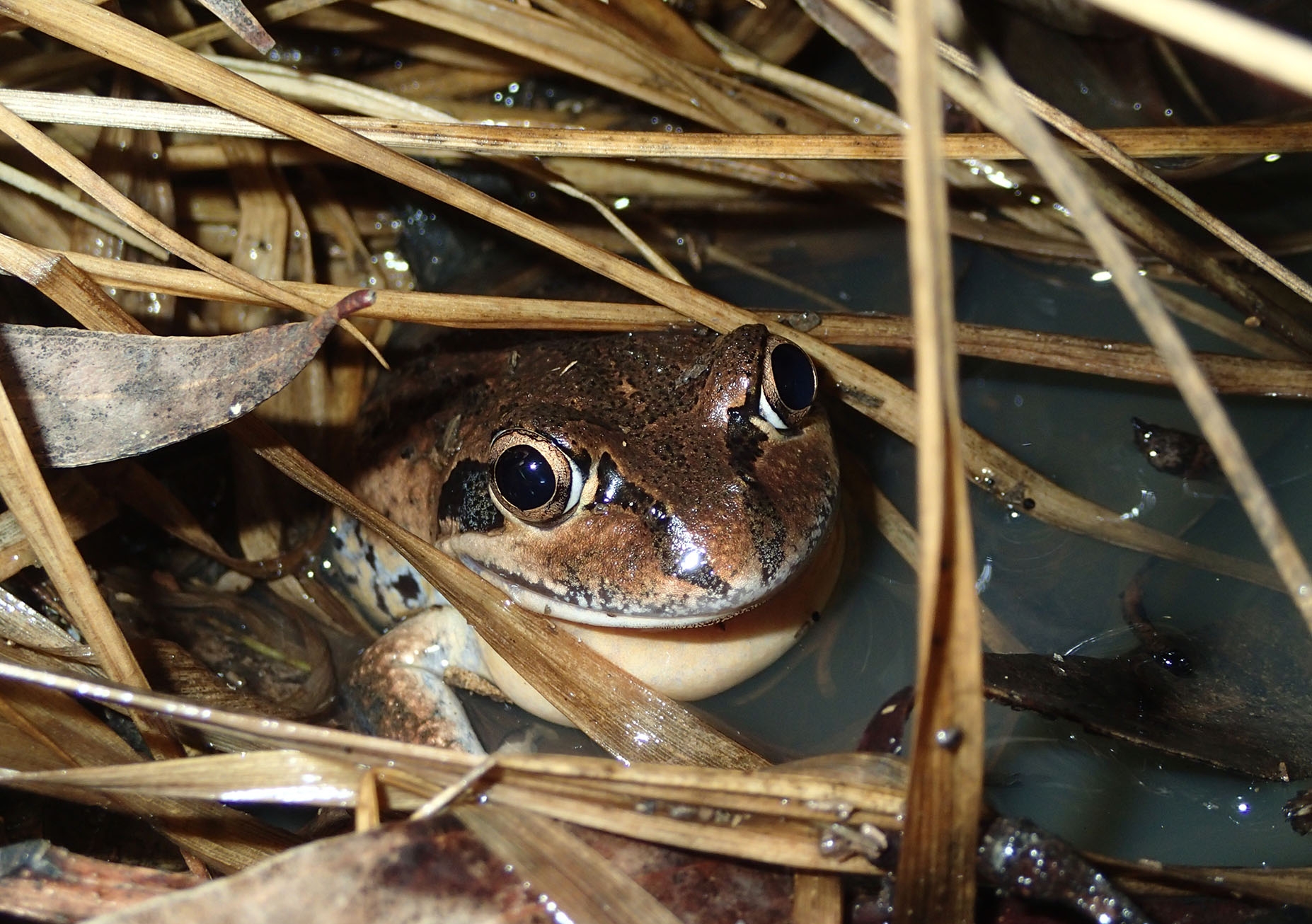 Banjo frogs are a group of four closely related species found in Western Australia, Tasmania and along the east coast, up to north Queensland. Photo: Dr Jodi Rowley.