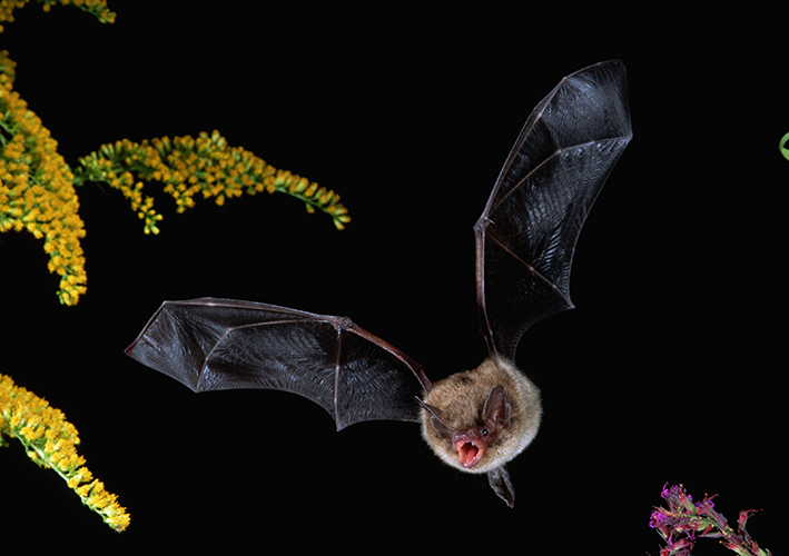 Most bats use echolocation - using sound emitted from their mouths or noses  - to sense their surroundings. Photo: Getty Images